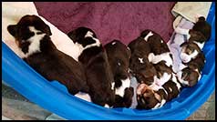 All Babies wk2